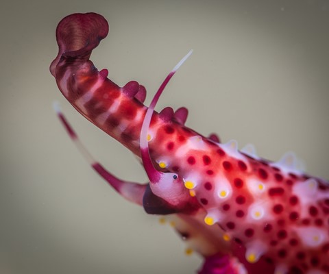 Photo by Chris Kippax