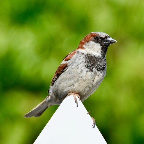 Photo by jacqueparees