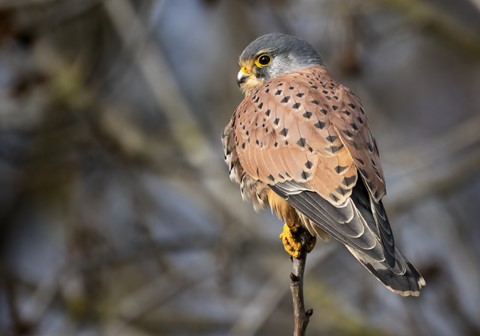 Photo by Frank Bodewig