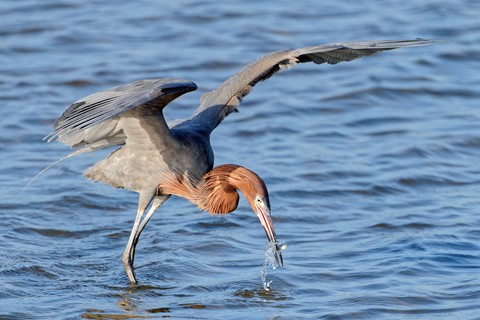 Photo by Reddish Egret