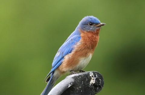 Photo by GreenAcresPhotography