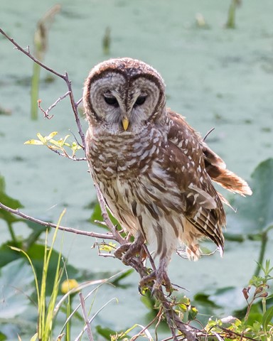 Photo by Barred Owl