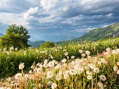 Photo by softmarmotte