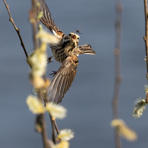 Photo by Sebastian Sork