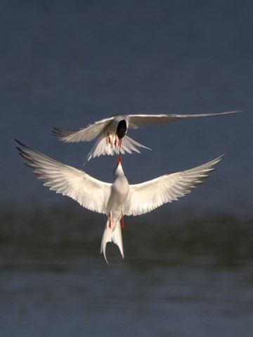 Photo by Sebastian Sork