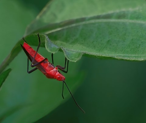 Photo by Red Bug, Green Leaves