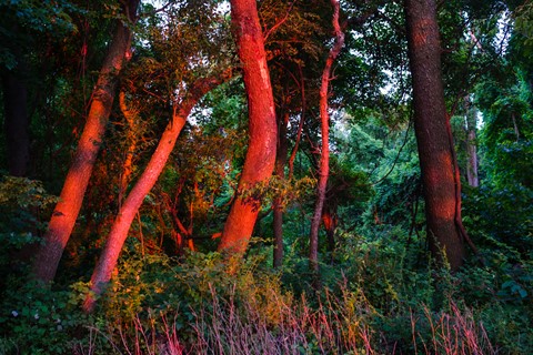 Photo by Daniel Sjolie