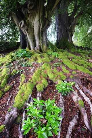 Photo by BIG TREE ENGLAND
