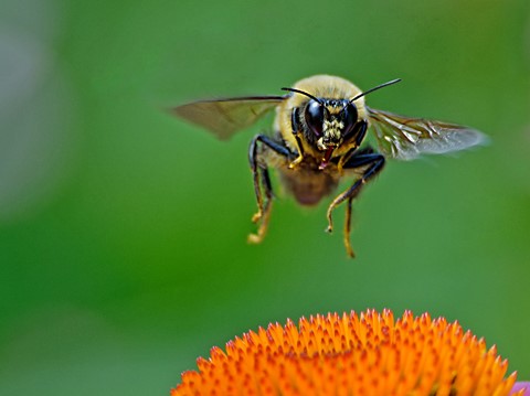 Photo by Bee in flight