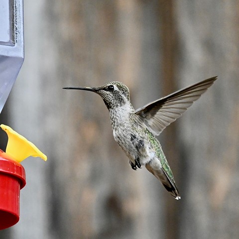 Photo by jacqueparees