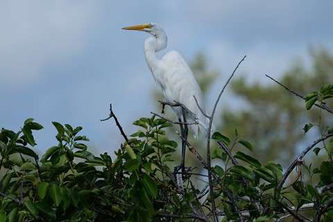 Photo by sergiodaguru