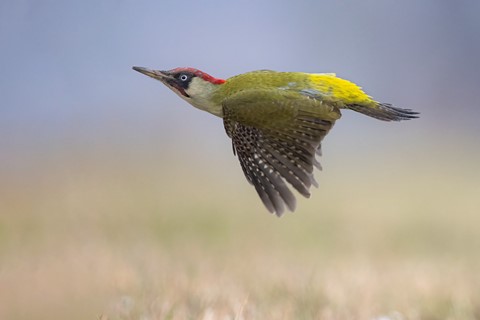 Photo by Bird-Fellow