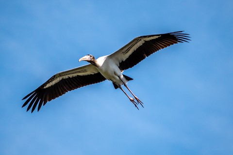 Photo by sergiodaguru