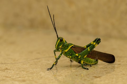 Photo by Sagittarius