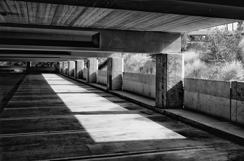 Photo by Great Bustard