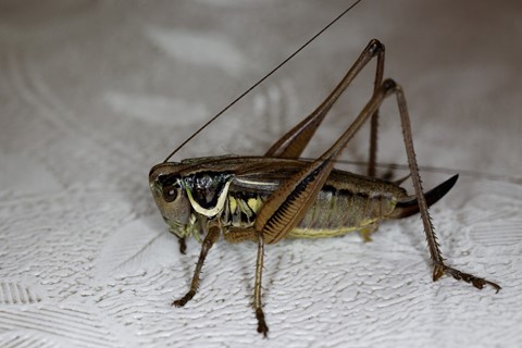 Photo by manishtushu