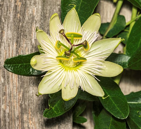 Photo by DSC06244 ps