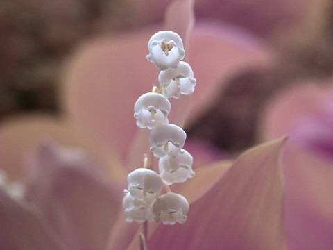 Photo by Brian Hedrick