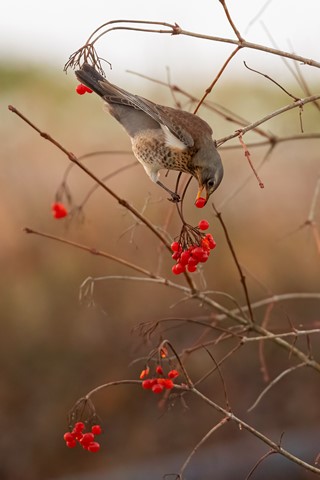 Photo by Bird-Fellow