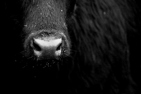 Photo by garylowellshum