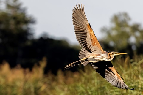 Photo by Purple heron