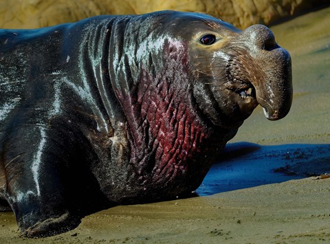 Photo by It's Called an "Elephant" Seal for a Good reason!