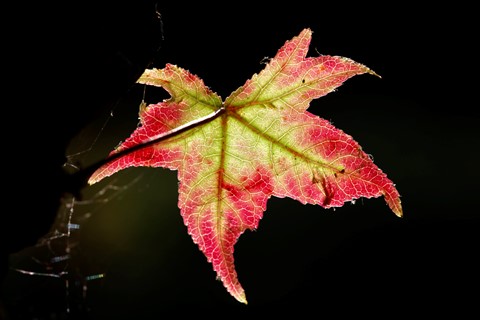 Photo by Great Bustard