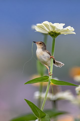 Photo by A Born Builder