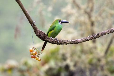 Photo by Emerald toucan