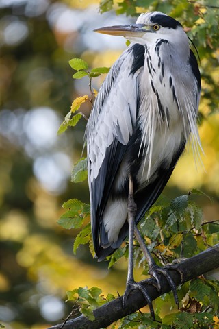 Photo by Frank Bodewig