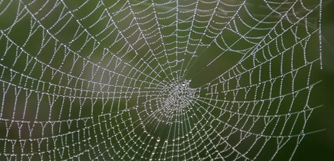 Photo by in a spider's web