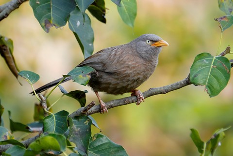 Photo by Jungle babbler
