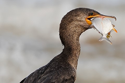 Photo by Paulo Barata