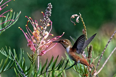 Photo by Shiann Yang