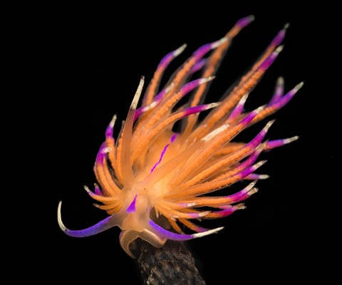 Photo by Chris Kippax