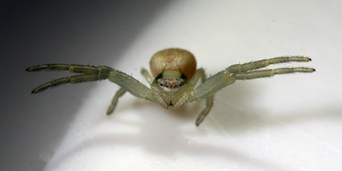 Photo by BlancheBarbe