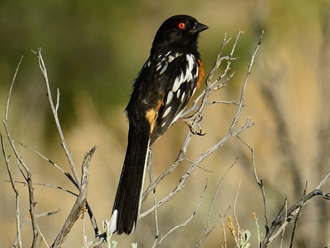 Photo by abiquiuense