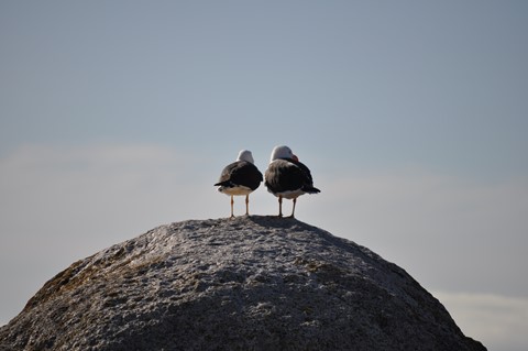 Photo by tastack-nightjar
