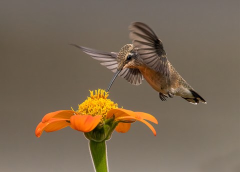 Photo by Chris Wolfgram