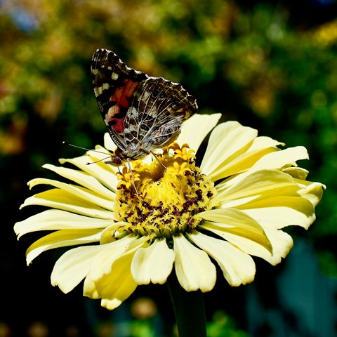 Photo by jacqueparees