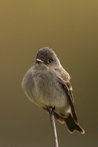 Photo by Aussieboy_Oregon