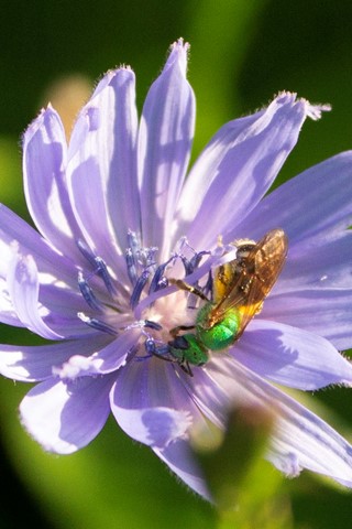 Photo by Pure Green Sweat Bee (Augochlora pura)