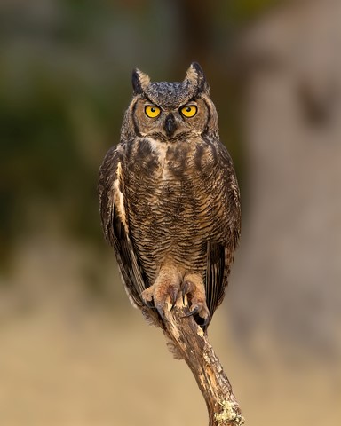 Photo by Chris Wolfgram