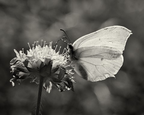 Photo by lecha