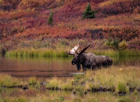 Photo by autumn in denali national park