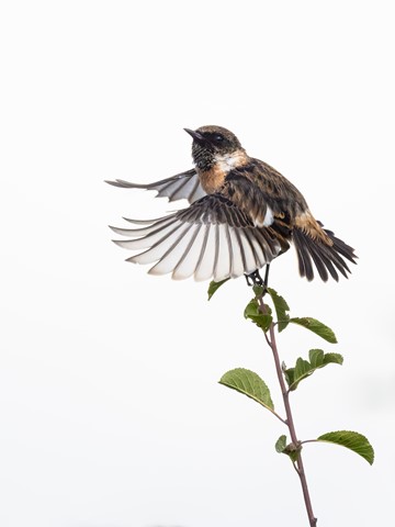 Photo by Frank Bodewig