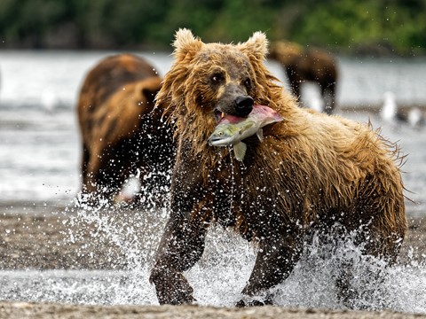Photo by Bear enjoying the Salmon Run