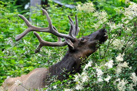 Photo by Malcolm Chalmers