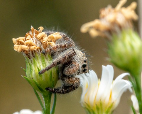 Photo by BugsAndSlugs