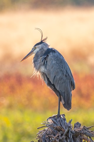 Photo by Jerry-astro